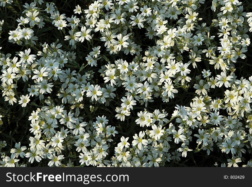 Bed of small white summer flowers. Bed of small white summer flowers