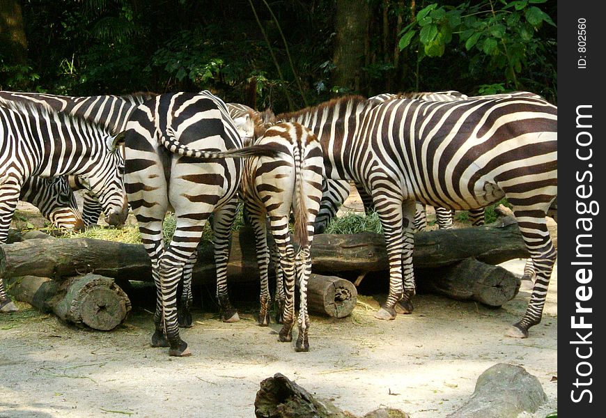 A group of zebra eating. A group of zebra eating