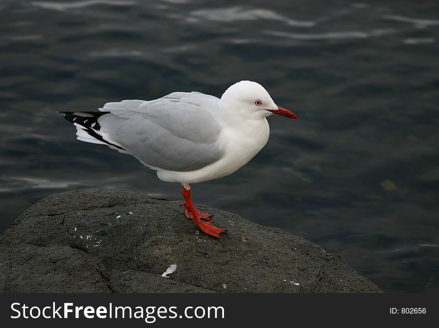 Seagull