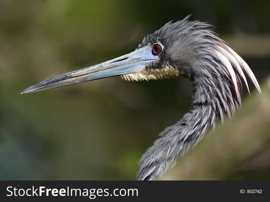 Tricolored heron, Egretta tricolor, Florida. Tricolored heron, Egretta tricolor, Florida