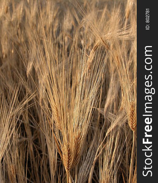 Grain field in Cyprus, Grains are ready to be collected!. Grain field in Cyprus, Grains are ready to be collected!