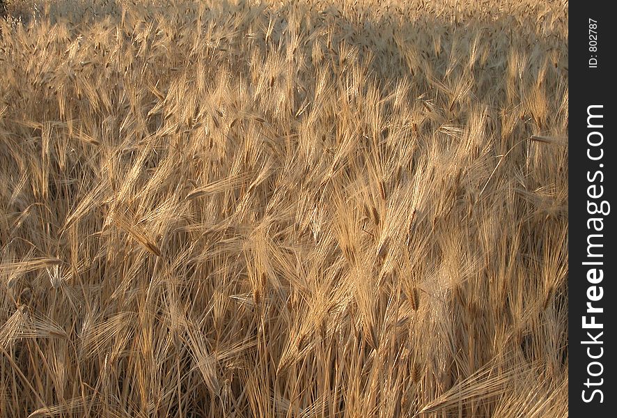 Grain Field