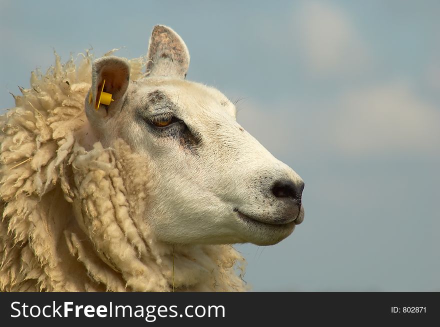photo of a beautiful sheep from underneath. photo of a beautiful sheep from underneath