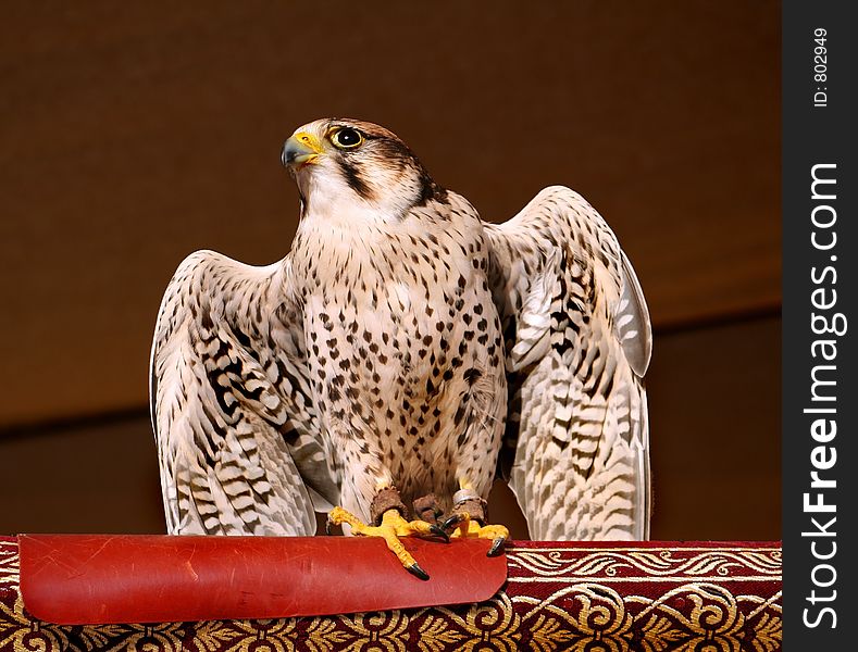 Length: 15 inches Wingspan: 40 inches Large falcon Long, pointed wings extend to tail tip at rest Short, dark, hooked beak. Length: 15 inches Wingspan: 40 inches Large falcon Long, pointed wings extend to tail tip at rest Short, dark, hooked beak
