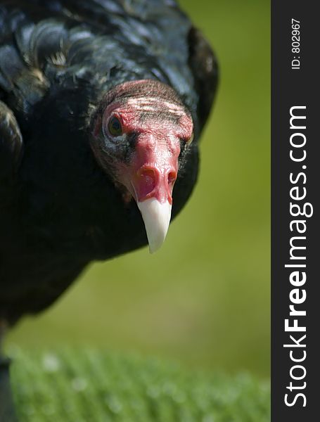 Turkey Vulture (Cathartes aura) stares at the viewer. Turkey Vulture (Cathartes aura) stares at the viewer