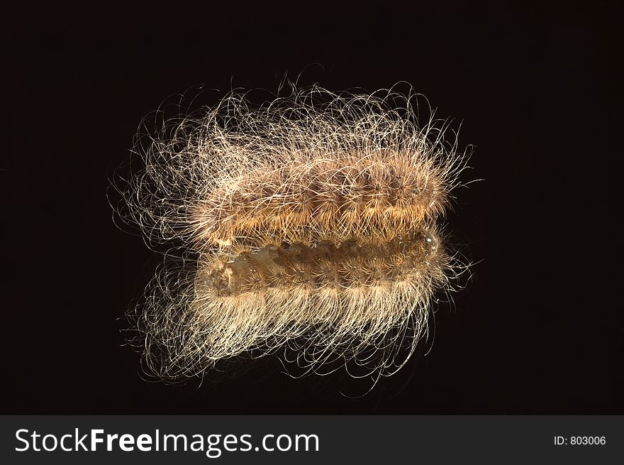 Hairy worm. Hairy worm