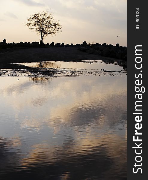 Silhuette of a Tree with nice morning clound relections. Silhuette of a Tree with nice morning clound relections.