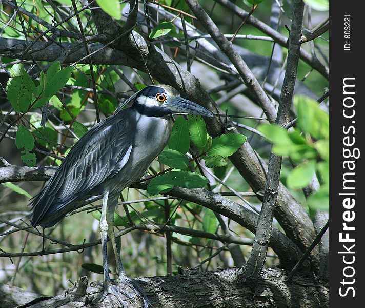 A Night Heron watches with its evil orange eye in a dark swamp in Nicaragua. A Night Heron watches with its evil orange eye in a dark swamp in Nicaragua.