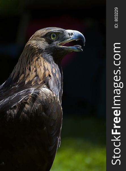 Profile of Golden Eagle (Aquila chrysaetos). Profile of Golden Eagle (Aquila chrysaetos)
