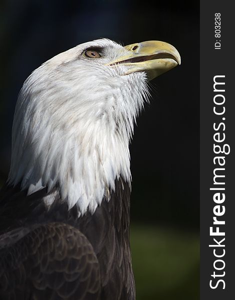 Bald Eagle (Haliaeetus leucocephalus) looks up into the sky. Bald Eagle (Haliaeetus leucocephalus) looks up into the sky