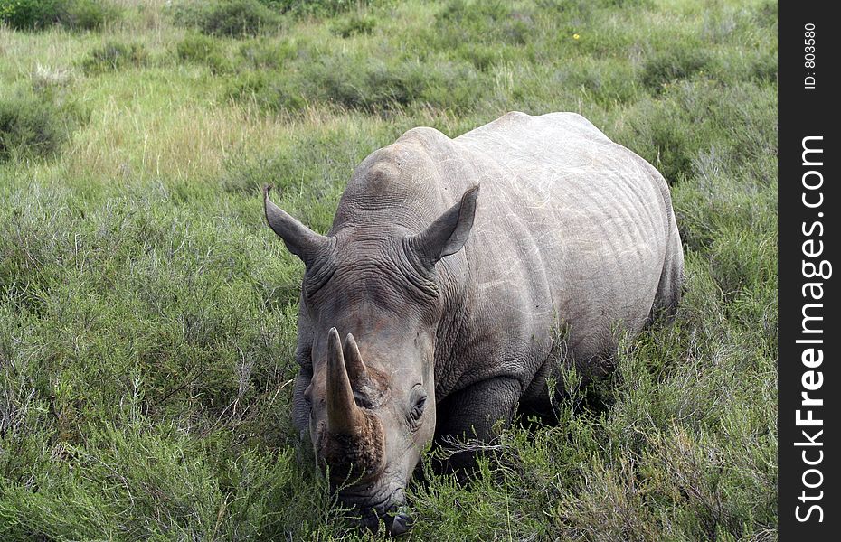 White Rhino facing the camera looking menacing