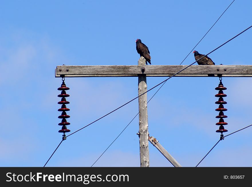 Two turkey vultures on utility pole against blue sky