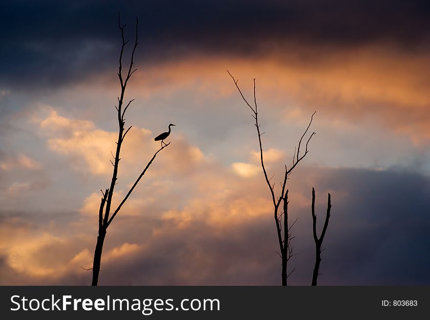 Blue heron in tree at sunset. Blue heron in tree at sunset