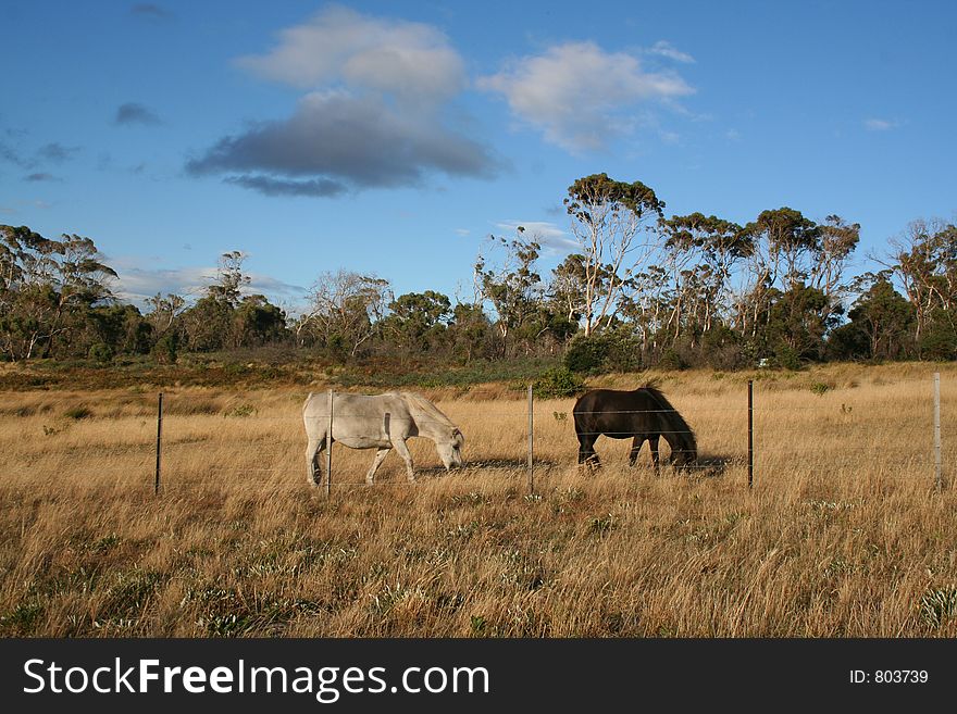 Two beautiful horses, one white horse and one black, in a dry Autumn field. Location: Primrose Sands, Tasmania, Australia. Two beautiful horses, one white horse and one black, in a dry Autumn field. Location: Primrose Sands, Tasmania, Australia.