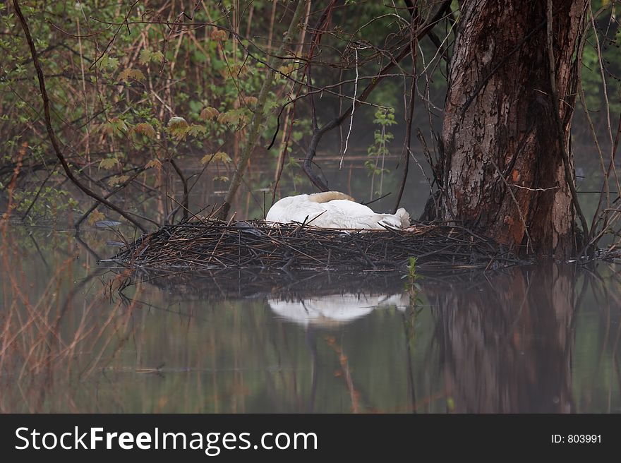 Foggy Morning Nesting Swan