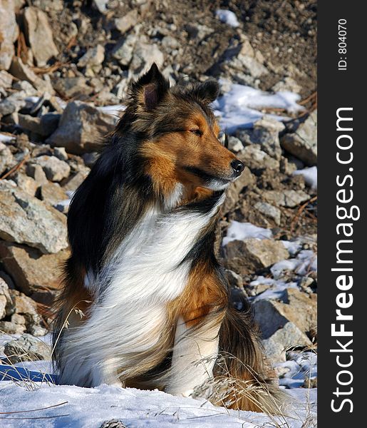 A full body shot of a single, watchful shaded mahogany sable Shetland Sheepdog, fur blowing in the wind, looking to camera right with an alert expression on a sunny winter's day, isolated against a rocky background.