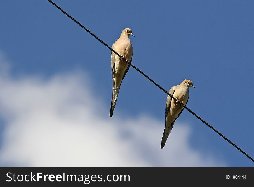 Pair of mourning doves on wire. Pair of mourning doves on wire