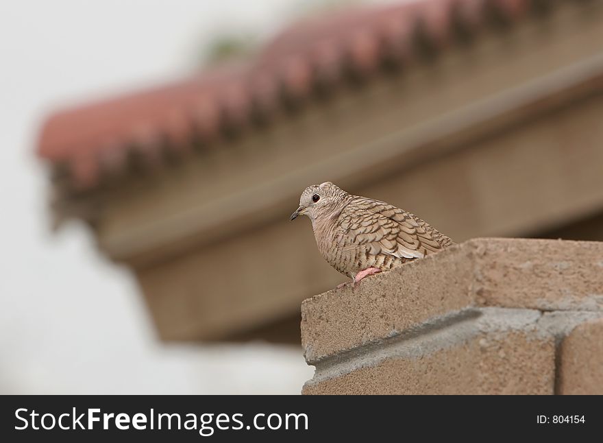 Dove on wall with spanish tile roof