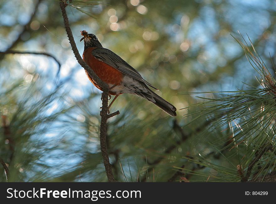 Robin with beak full of insects. Robin with beak full of insects.