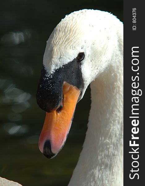 Close up of swan