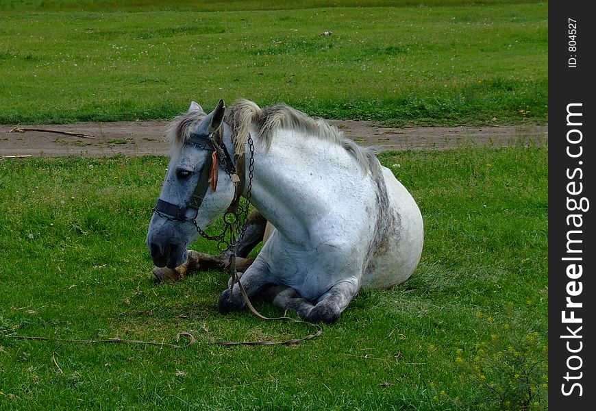 Horse on a meadow. Horse on a meadow