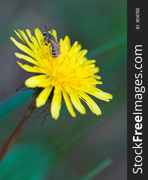 Young Bee Resting On Yellow Dandelion