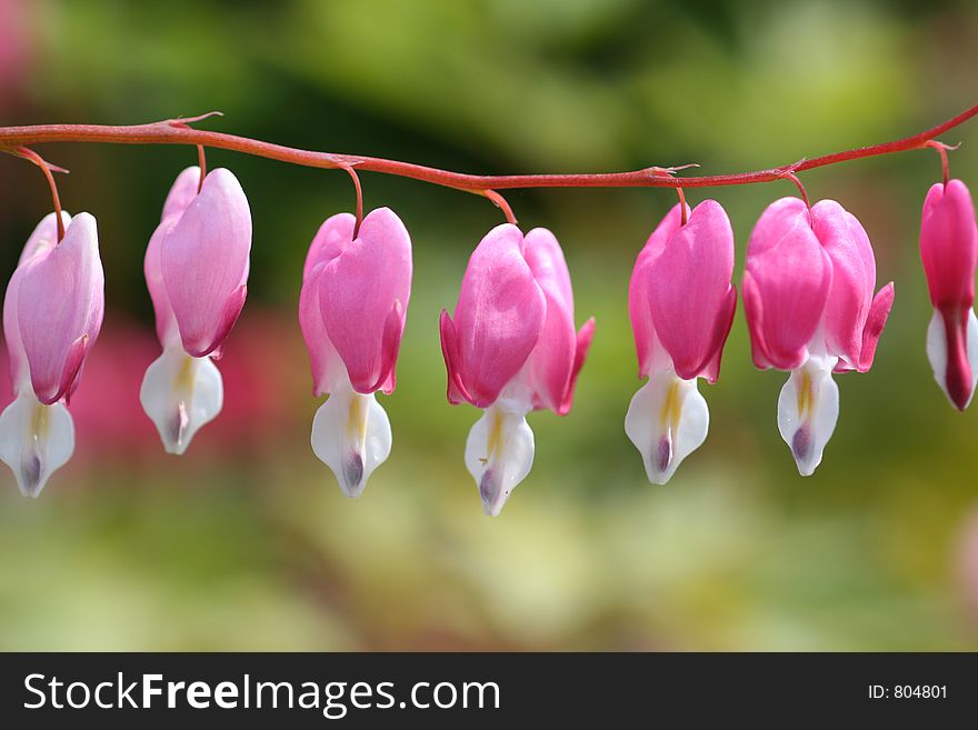 A branch with 7 pink-white flowers. A branch with 7 pink-white flowers