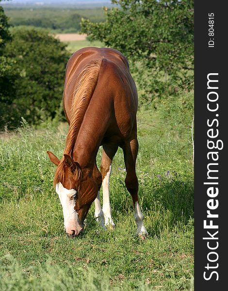 Sorrel filly grazing in summer pasture, bald face and four white stockings. Sorrel filly grazing in summer pasture, bald face and four white stockings.