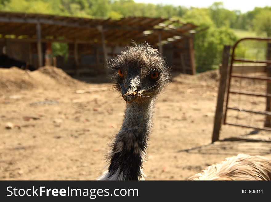 Emu's head