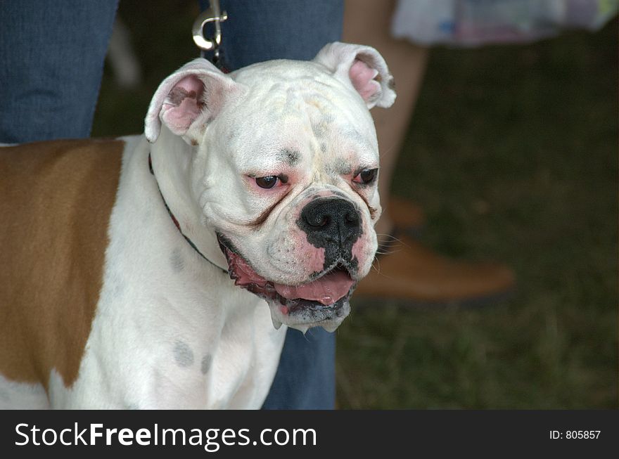 Bulldog mix on leash with saliva coming from his mouth.