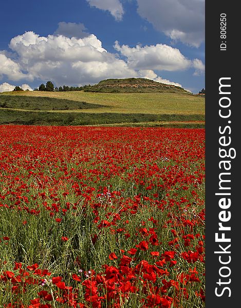 Poppies field with a blue sky