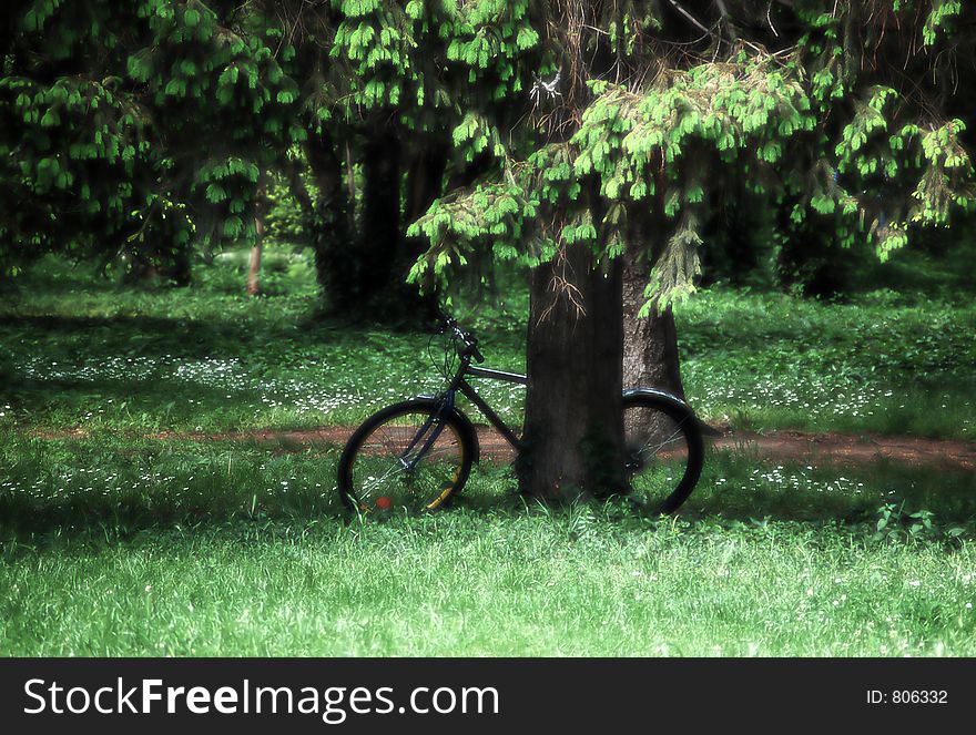 Bicycle in the forest
