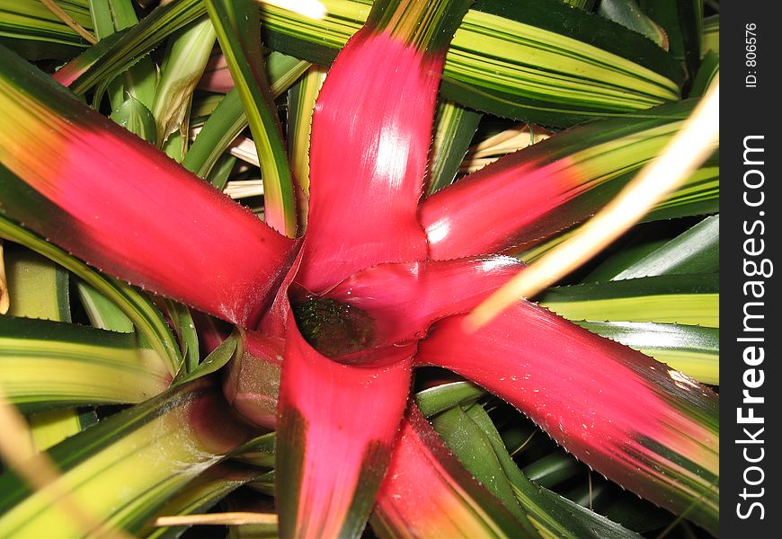 A bromeliad plant close up