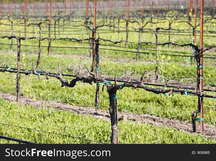 A vineyard in California's wine country. A vineyard in California's wine country.