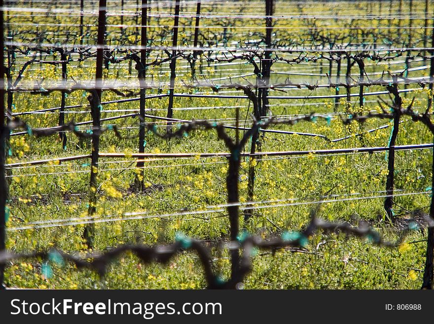 A vineyard in California's wine country. A vineyard in California's wine country.