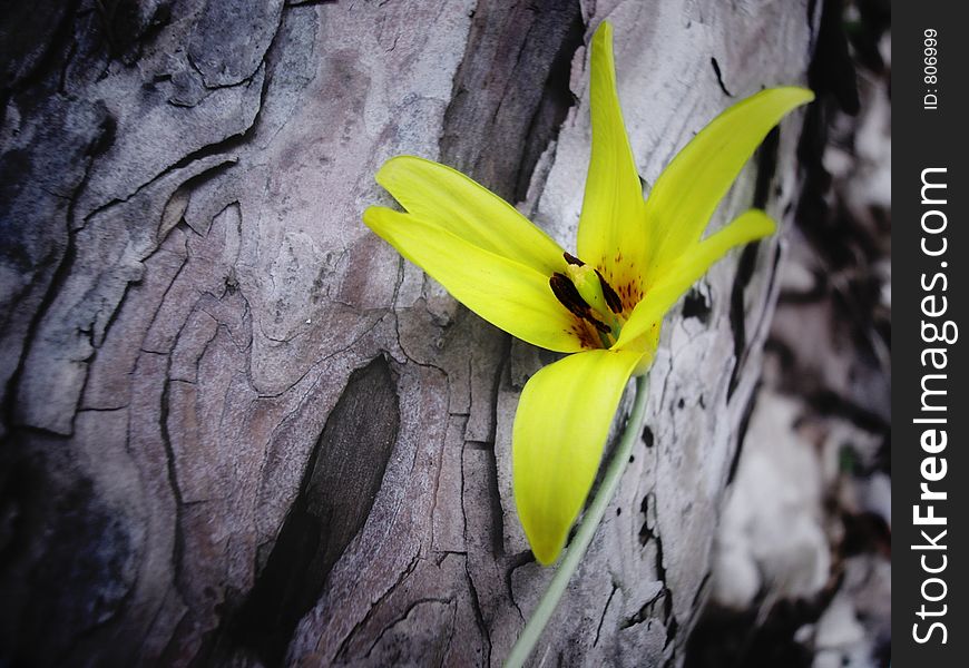 Vignette Photo of yellow lady slipper in the woods on a the bark of a fallen spruce tree