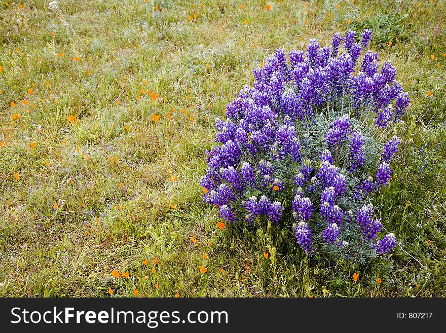 Lupine flowers on the meadow. Lupine flowers on the meadow.