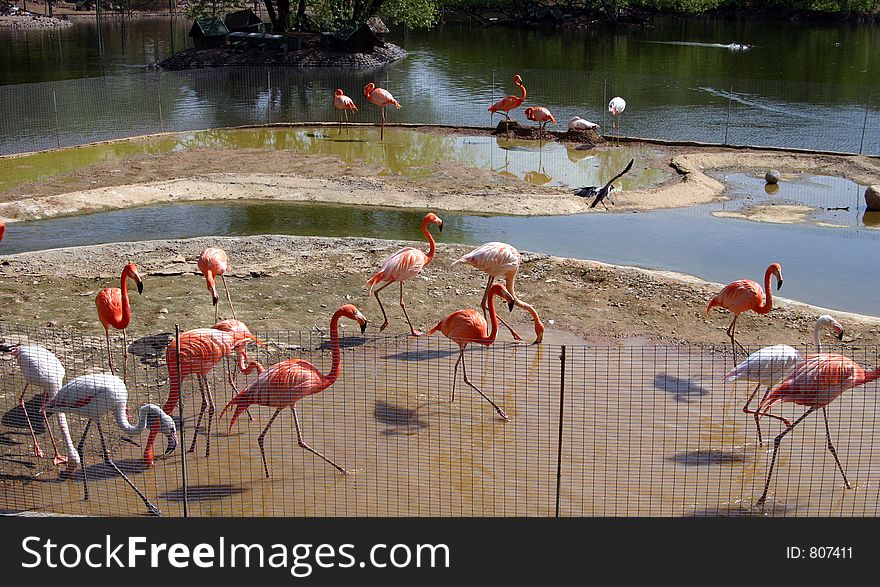 Flamingos in a zoo