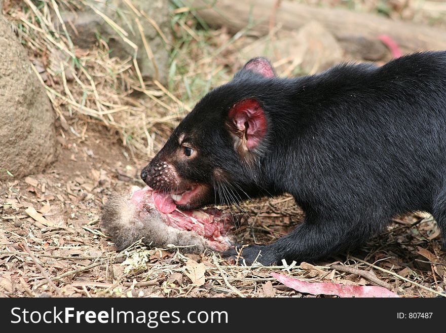 Licking Tasmanian Devil