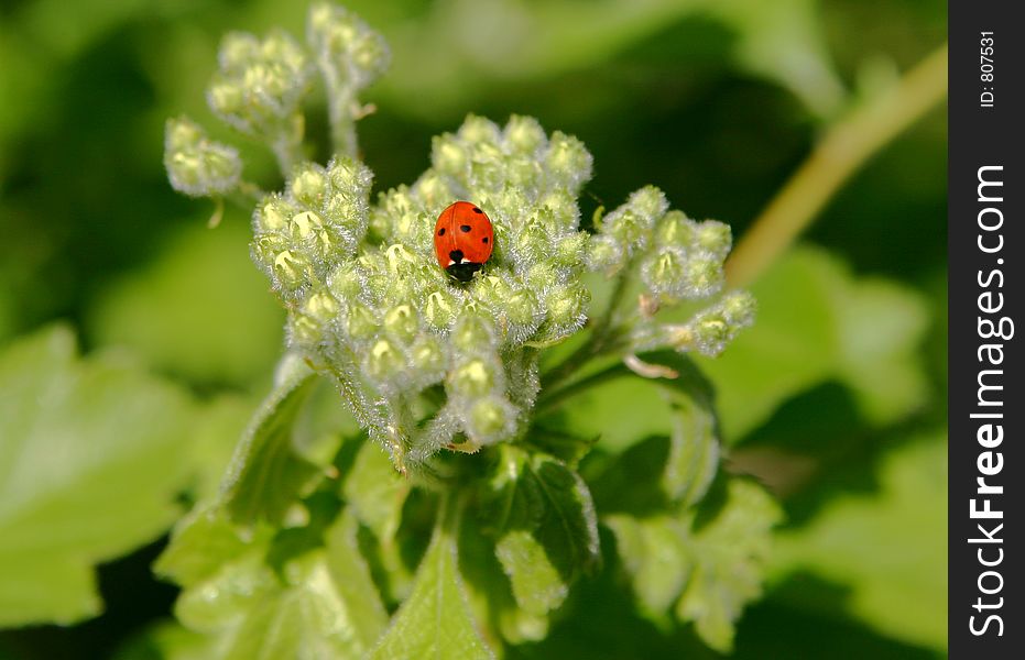 Ladybugs on a flower
