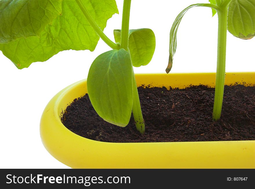 Fresh plants in pot isolated on white. Fresh plants in pot isolated on white