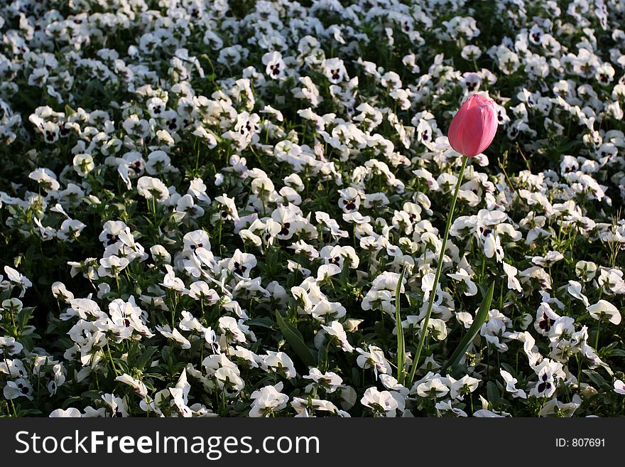 Pink tulip among white daisies