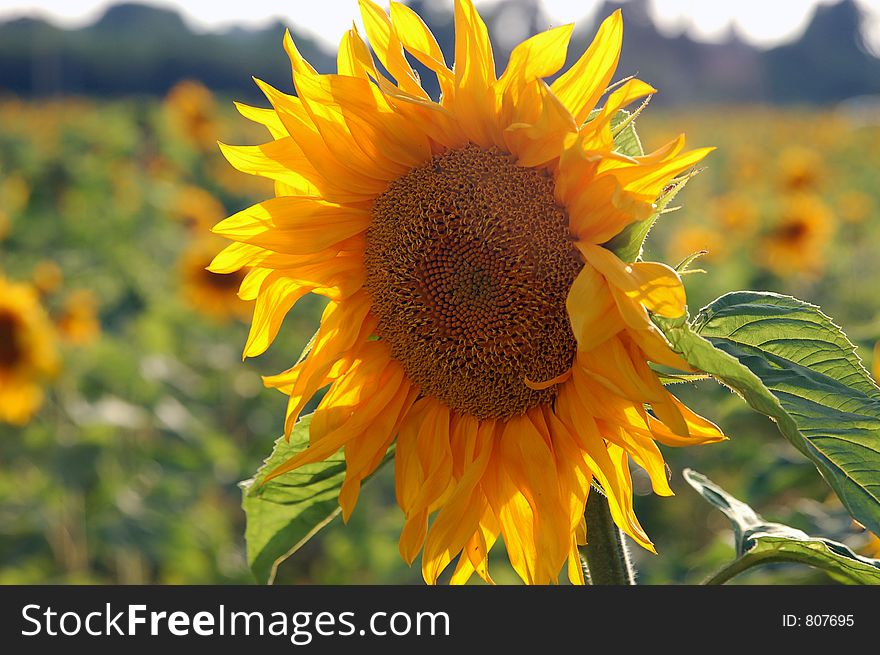 A beautiful sunflower, one of many in a large field. A beautiful sunflower, one of many in a large field.