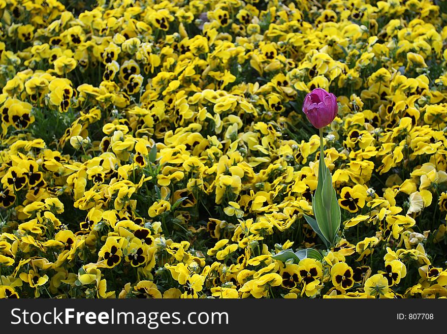 Purple tulip among yellow daisies