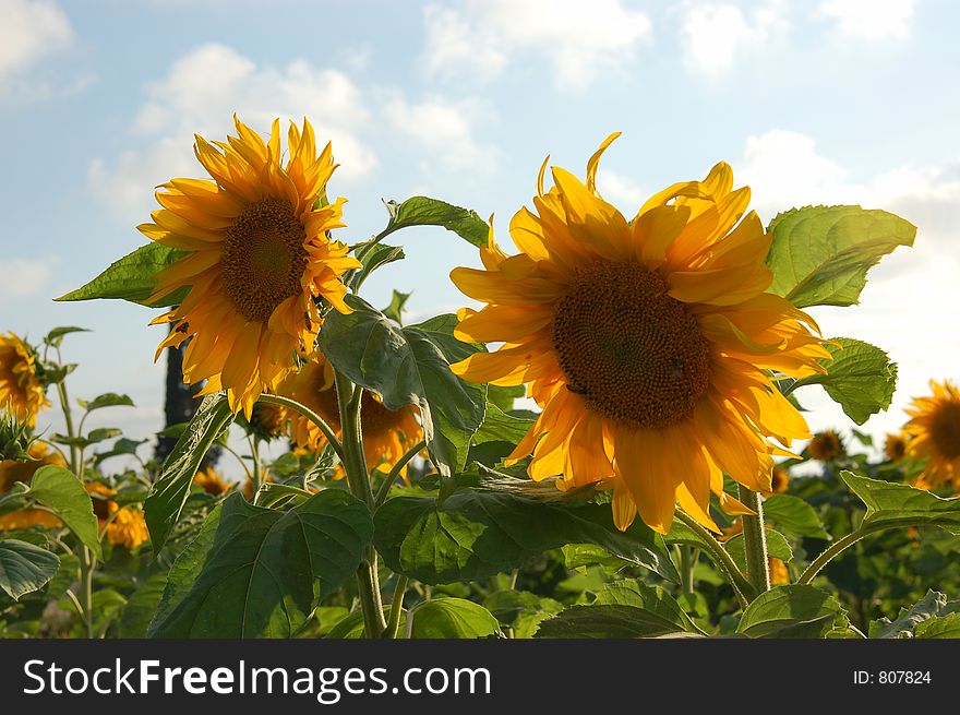 A picture of two sunflowers. Two of many like them in a large field of sunflowers. A picture of two sunflowers. Two of many like them in a large field of sunflowers.