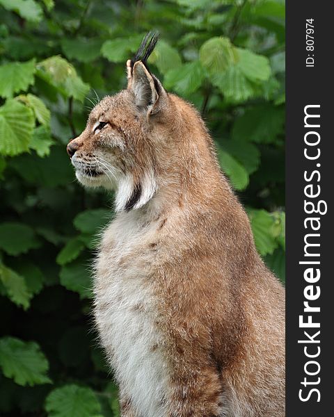 Lynx (Felis lynx) is sitting in the forest