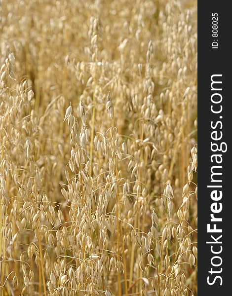 Close up detail of heads of Wheat ready for harvesting