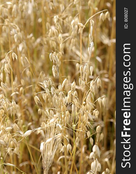 Close up detail of heads of Wheat ready for harvesting