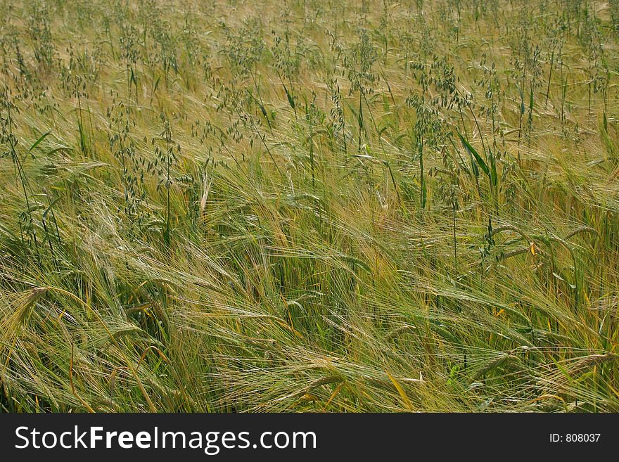 Unripe wheat on field
