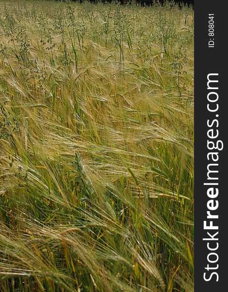 Unripe wheat on field